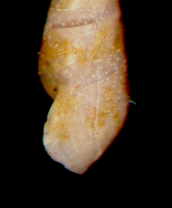 Sticteulima jaeffreysi??